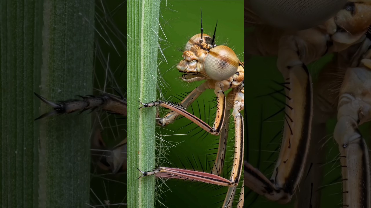 Let's Zoom The Dragonfly || Insect Photography #shorts #short #shortvideo #youtubeshorts #youtuber