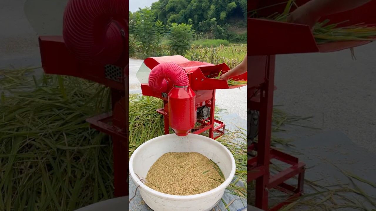 Mini portable multifunctional rice thresher #ricethresher #paddythresher #backbone #farmer