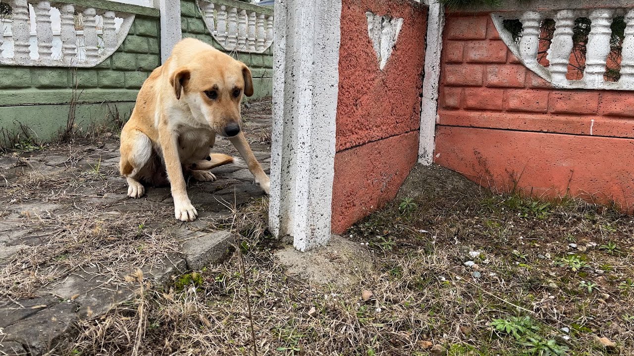 Takip Ettiğimiz Köpek Yeni Doğan Yavrularıyla  Açıkta Kalmış