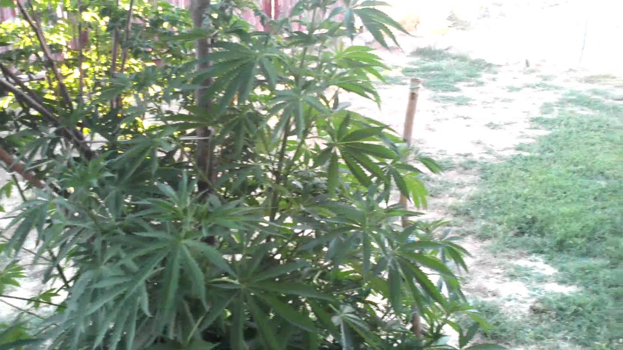 Blue city diesel