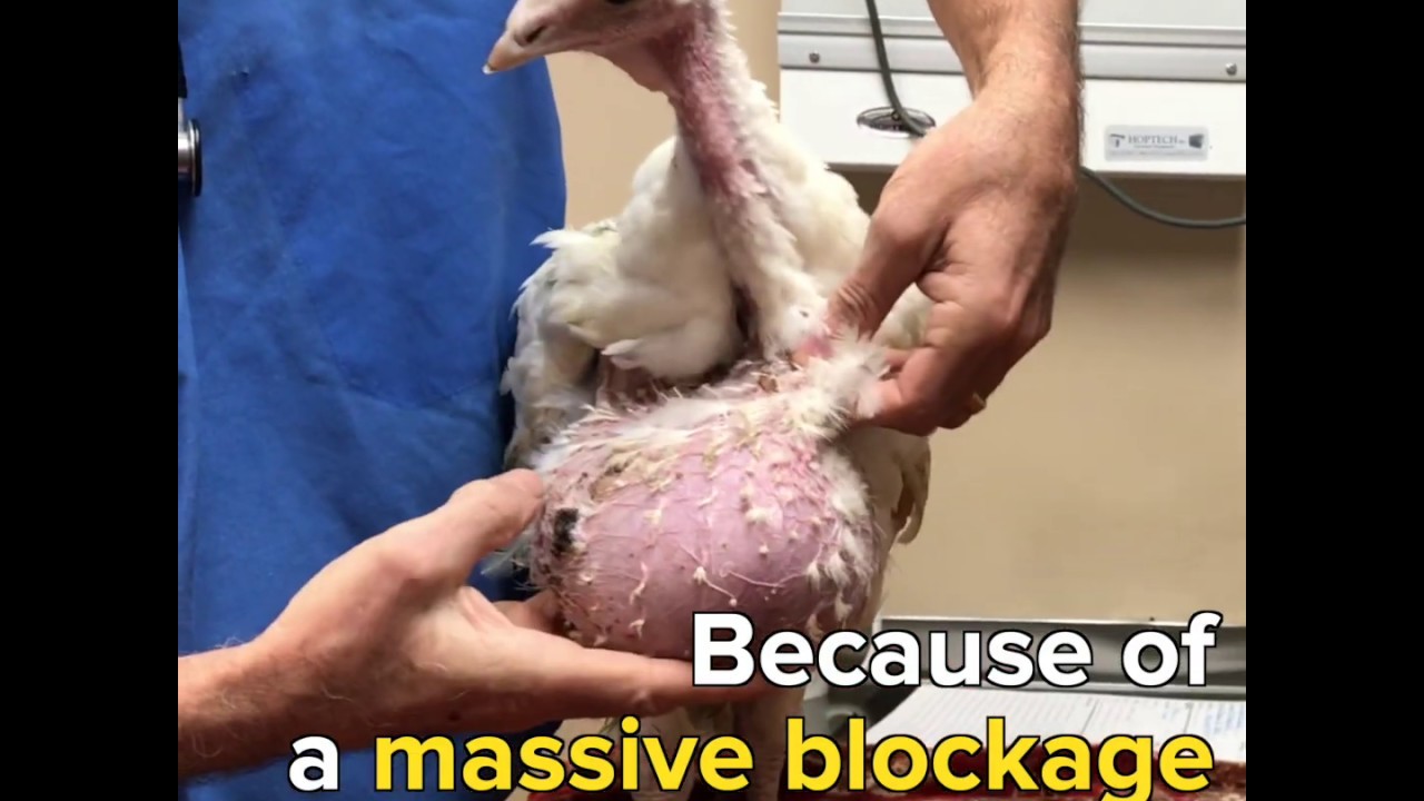 Miracle At Foster Farms