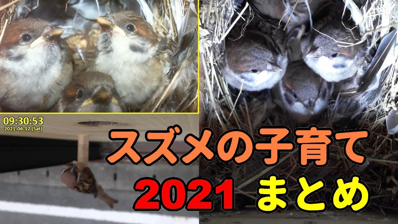 2021 スズメ 雛の誕生から巣立つまで 15日間のまとめ