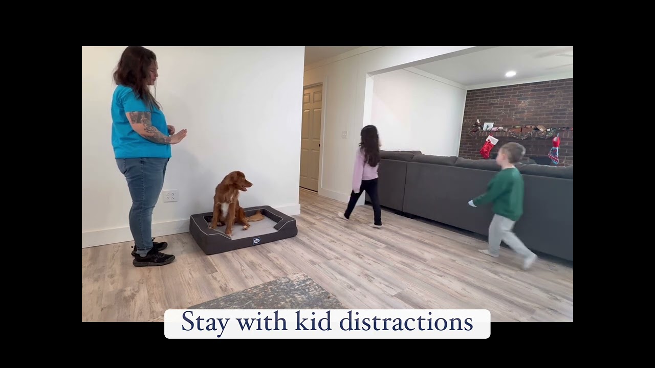 Bodhi - Nova Scotia Duck Tolling Retriever Training