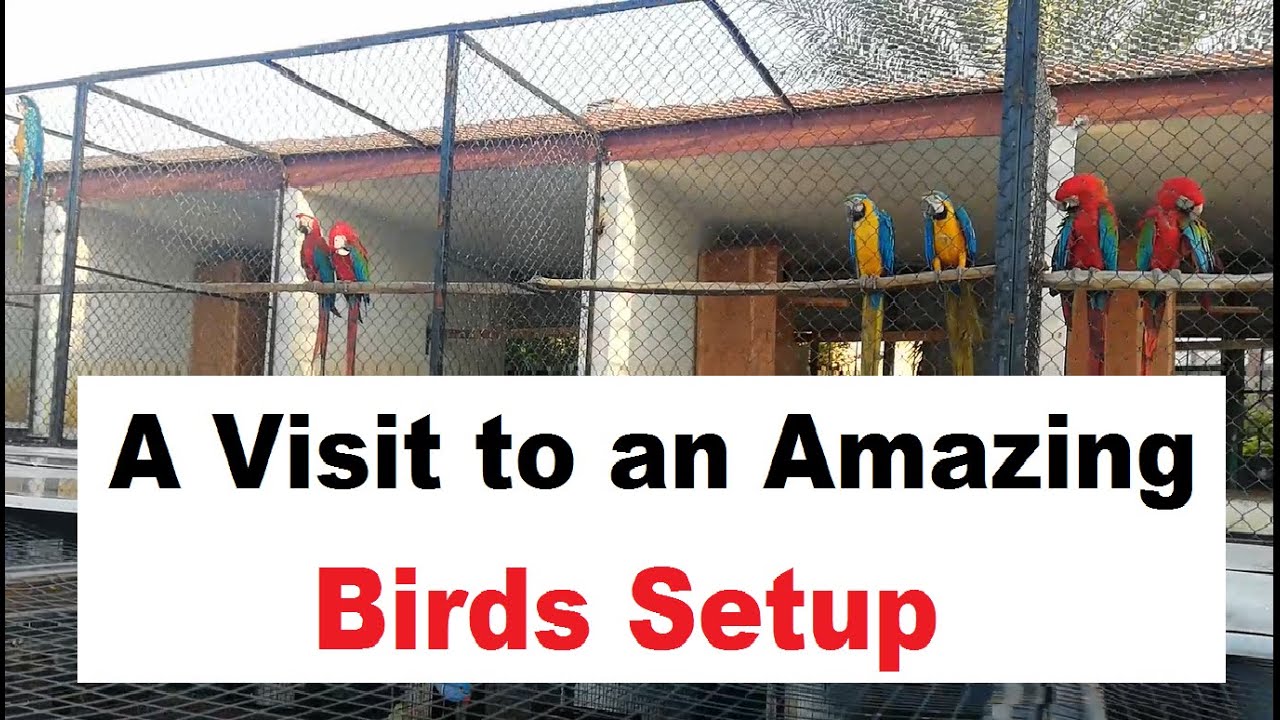 Amazing Birds Aviary Visit, Birds setup Pakistan #birdsofparadise, #Parrotparadise | Waqas Mahmood |