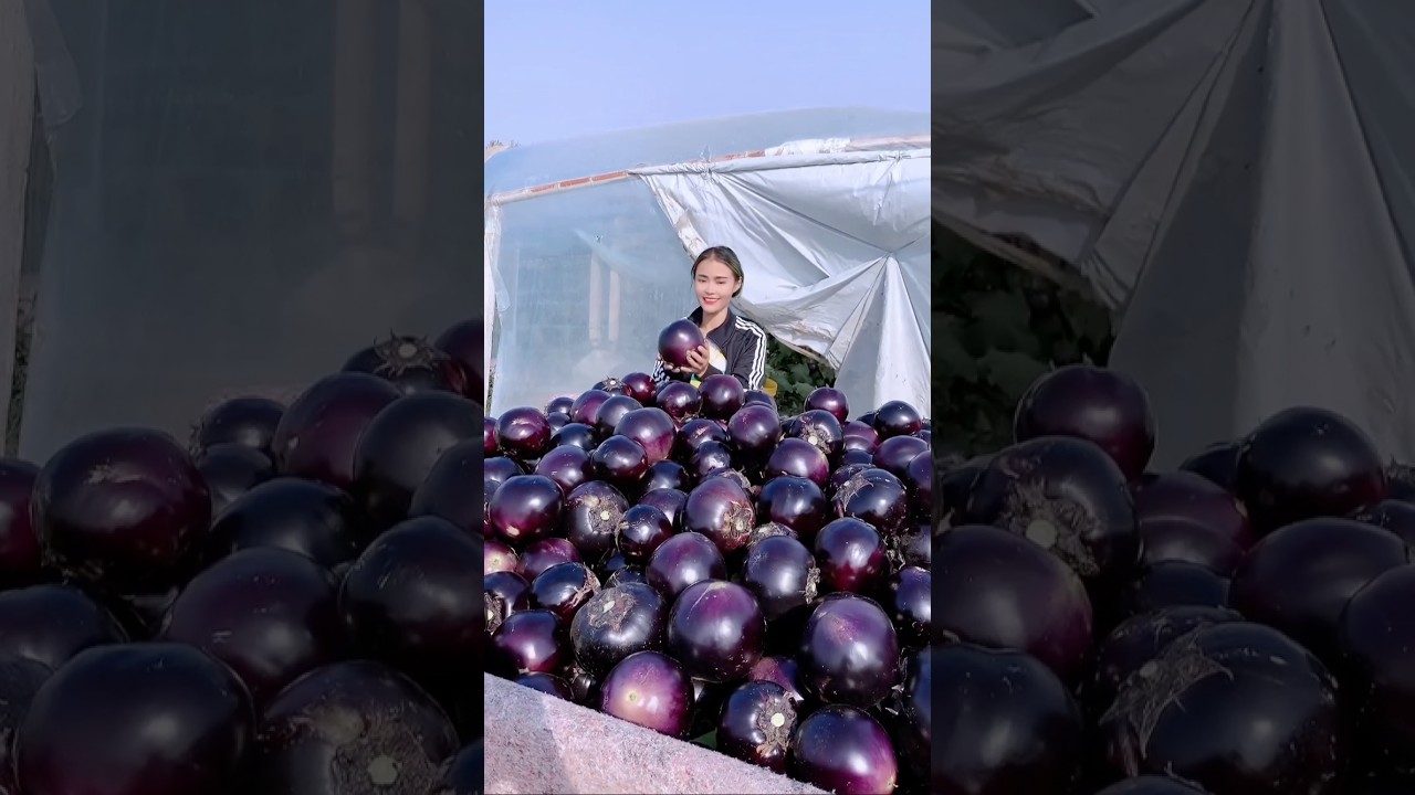 Big Round Eggplant Harvesting #farming @HappyFarm85