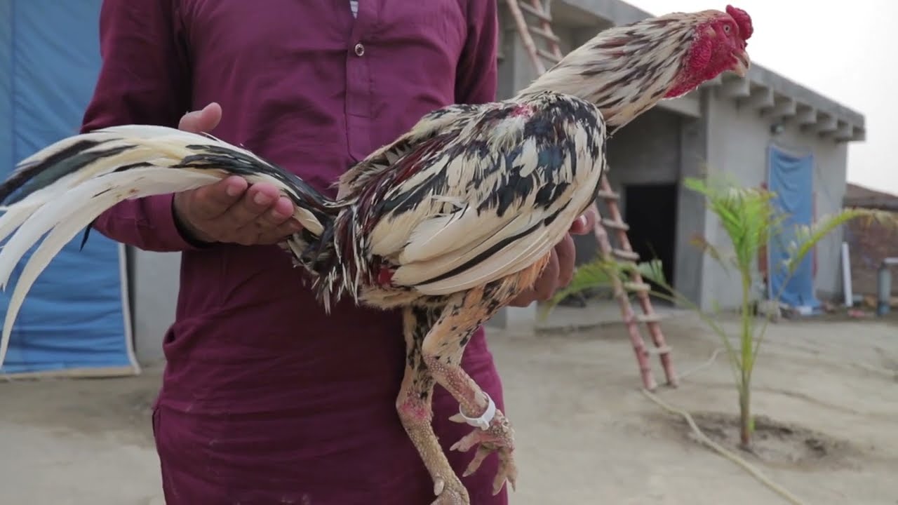 Interview of Ustad Furqan Lodhi At Ustad Furqan Lodhi Farm (Part 2)