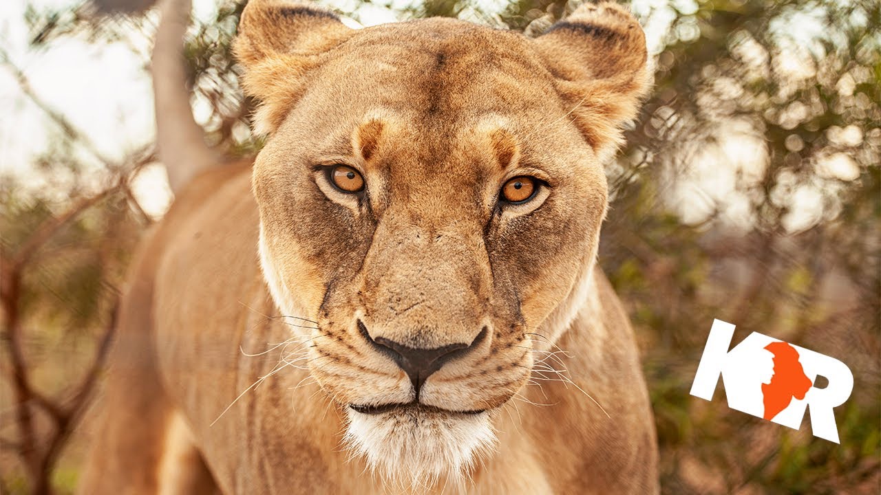 Volunteering at Kevin Richardson's Wildlife Sanctuary