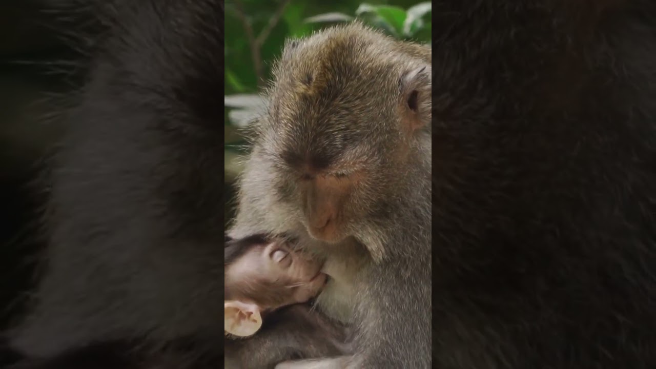 #babymokey