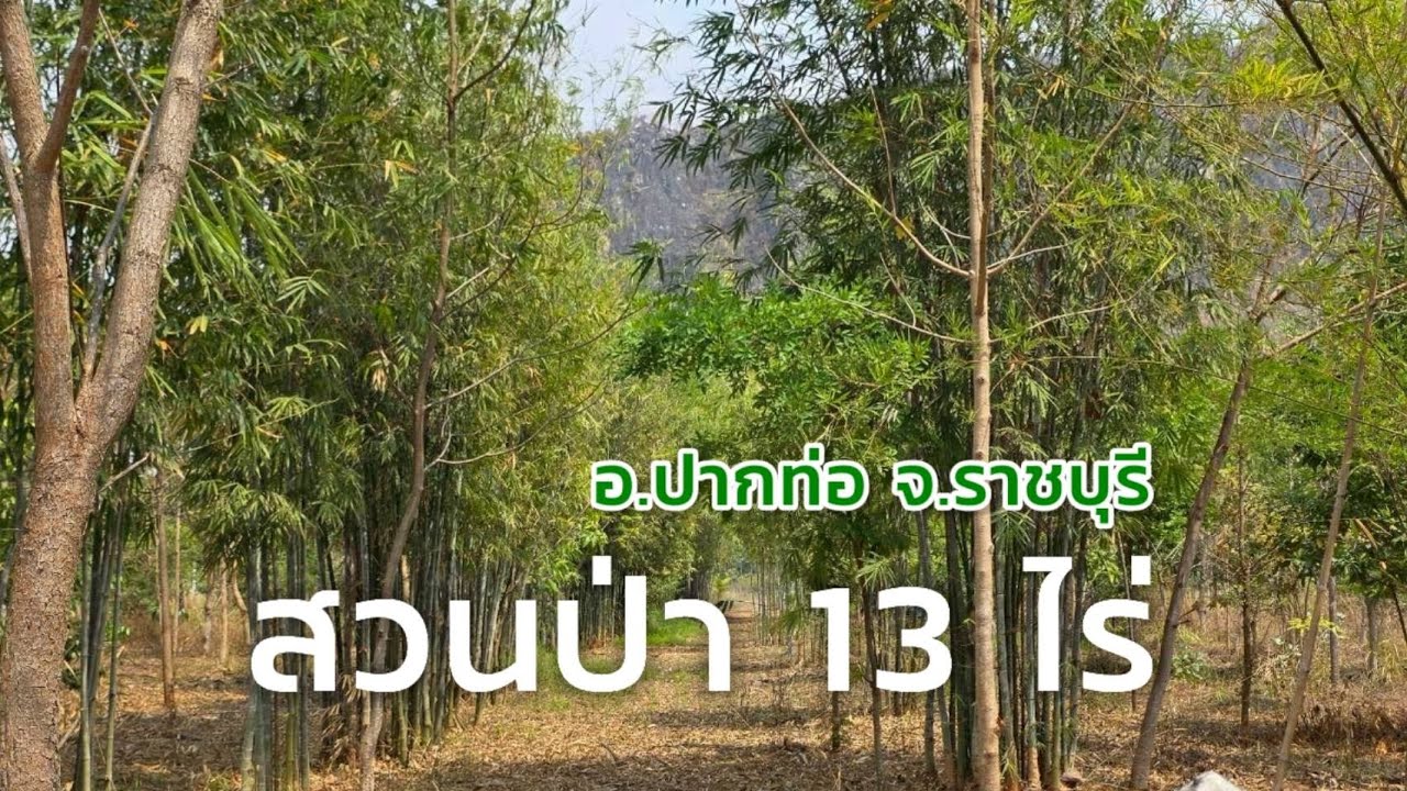 สวนป่า อ.ปากท่อ จ.ราชบุรี วิวเขาธรรมชาติ ถนนลาดยาง 2ด้าน | ทำเลดี