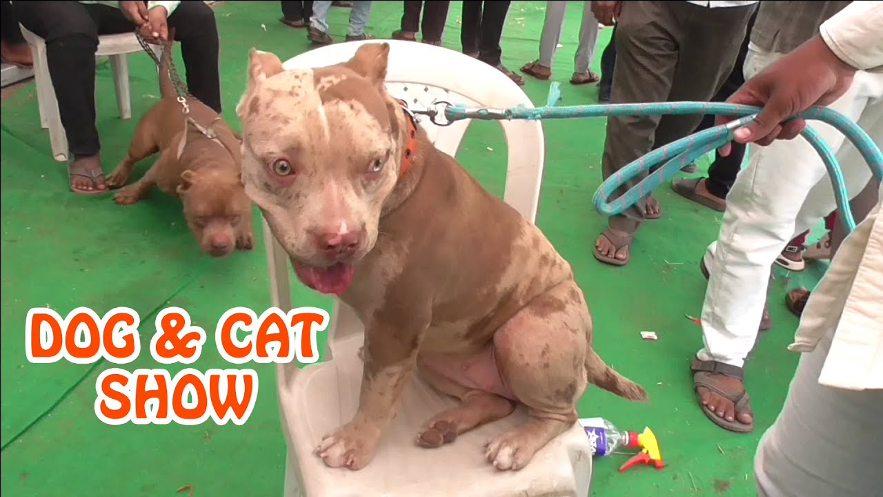 Dog &  Cat Show | श्री सिद्धेश्वर कृषी प्रदर्शन 2025 | Solapur | BHARAT 🇮🇳
