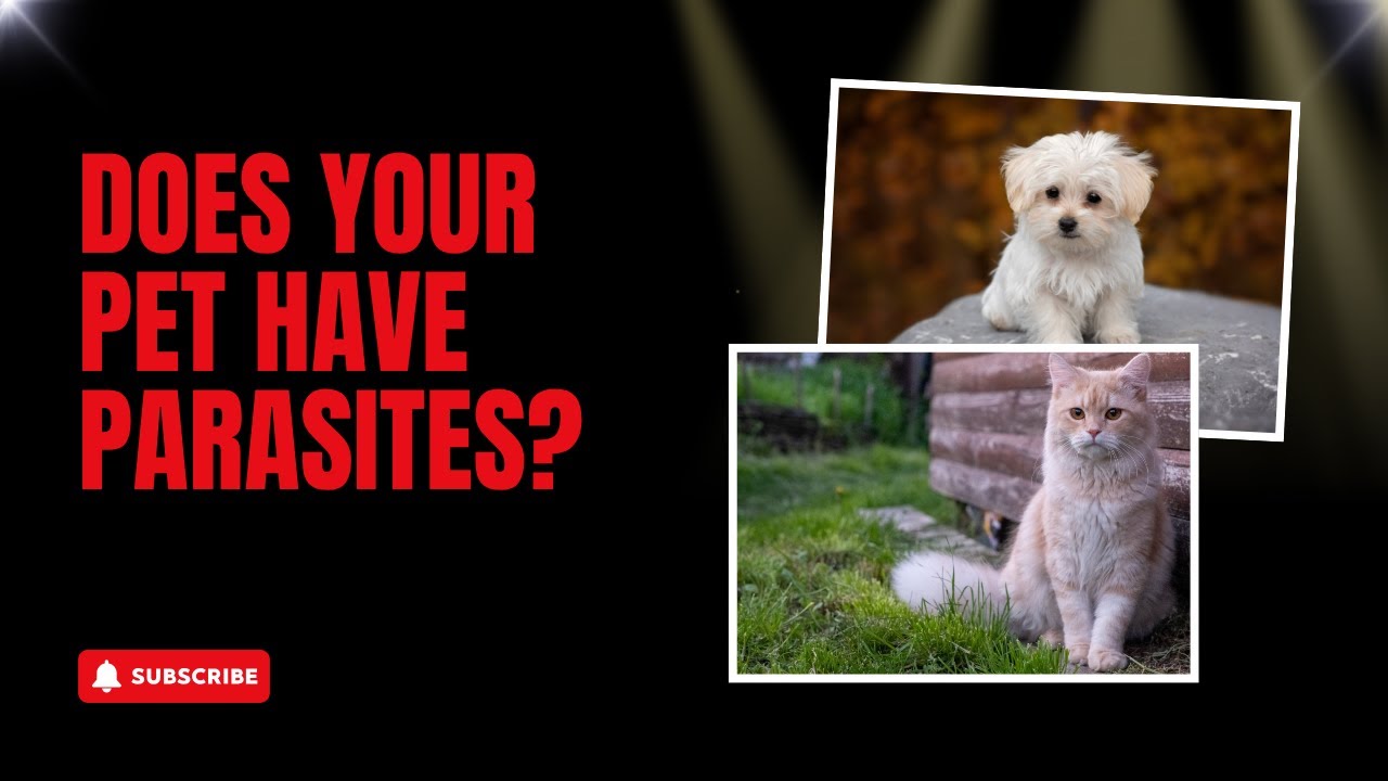 Does Your Pet Have Parasites? | How to Recognize, Treat & Prevent Parasite Problems in Dogs and Cats