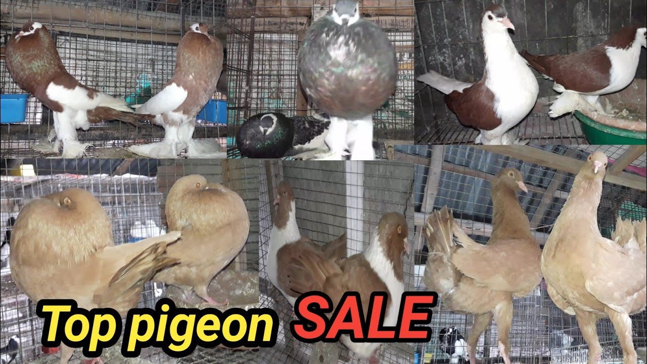 Top 10 Fancy pigeon video 😍 All India Delivery HOGA / Contact 9933351399 /Kabutar lover