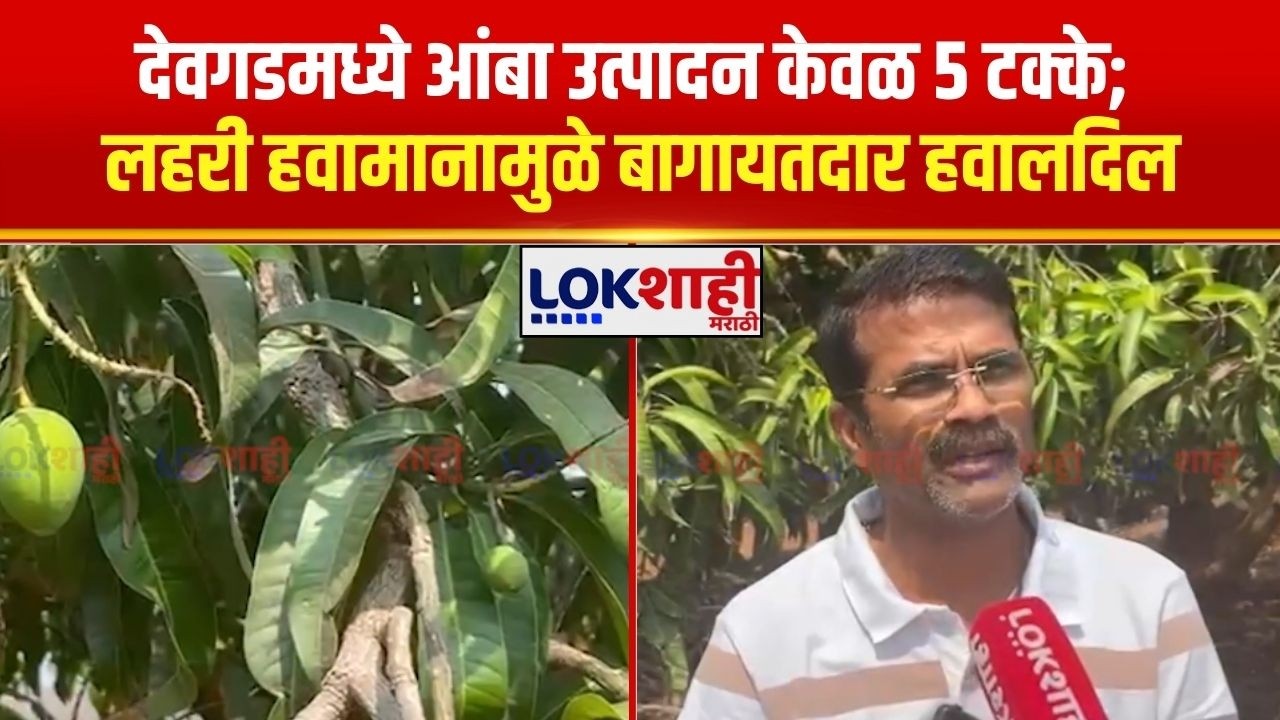 Sindhudurg | देवगडमध्ये आंबा उत्पादन केवळ 5 टक्के; लहरी हवामानामुळे बागायतदार हवालदिल