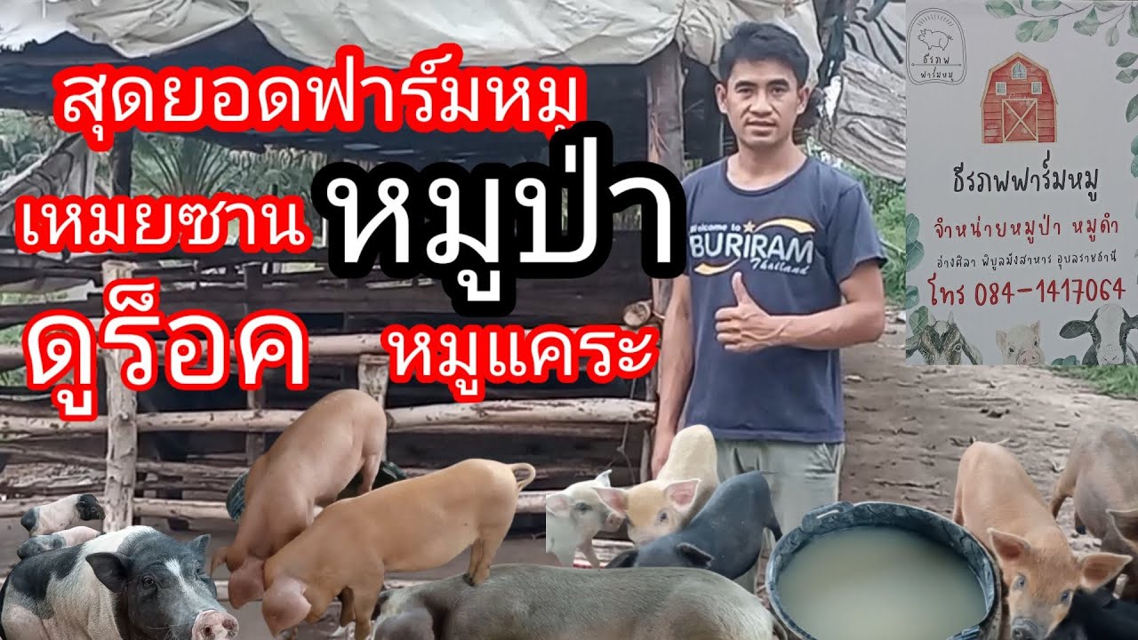สุดยอดฟาร์มหมู เหมยซาน หมูป่า หมูแคระ ดูร็อค พ่อแม่พันธุ์อย่างสวย พร้อมแบ่งปันในราคากันเองสุดๆ