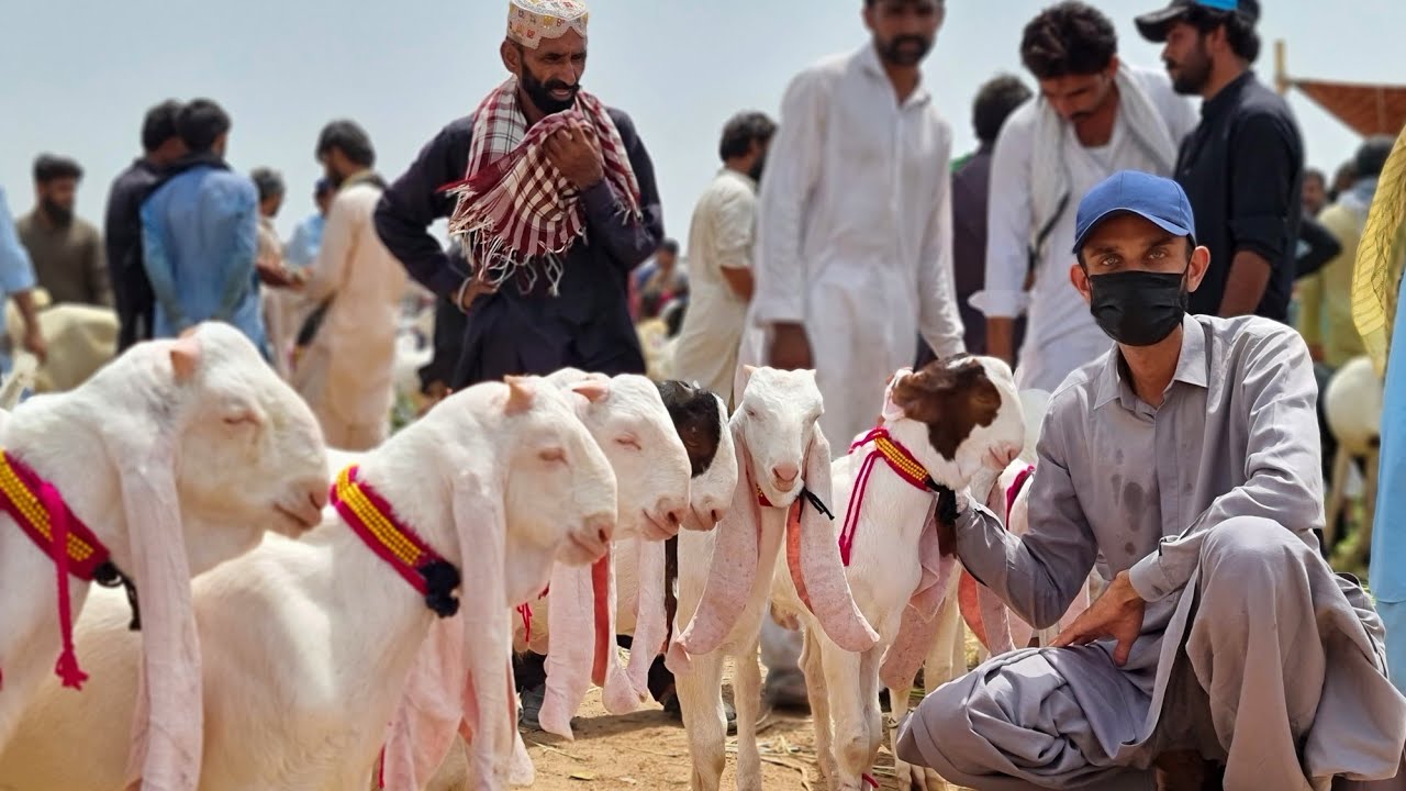 Biggest Bakra Mandi 2021| Price Update for Bakra Eid Season 2021