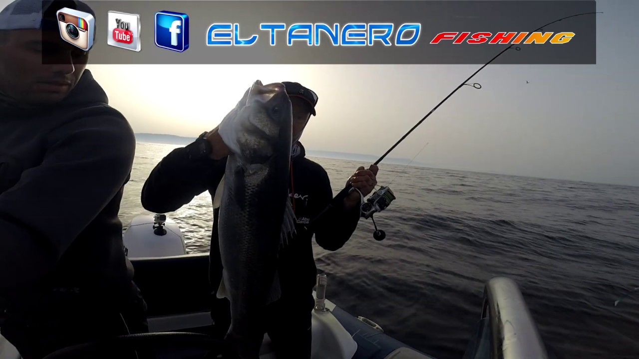 BASS IN THE CANTABRIAN SEA FOR EL TANERO FISHING