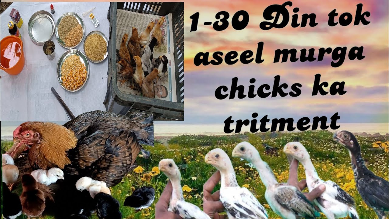 Aseel Parrot Beak murga ka chicks ko......1 - 30 day complete treatment care 🐣🐤🐥🐓