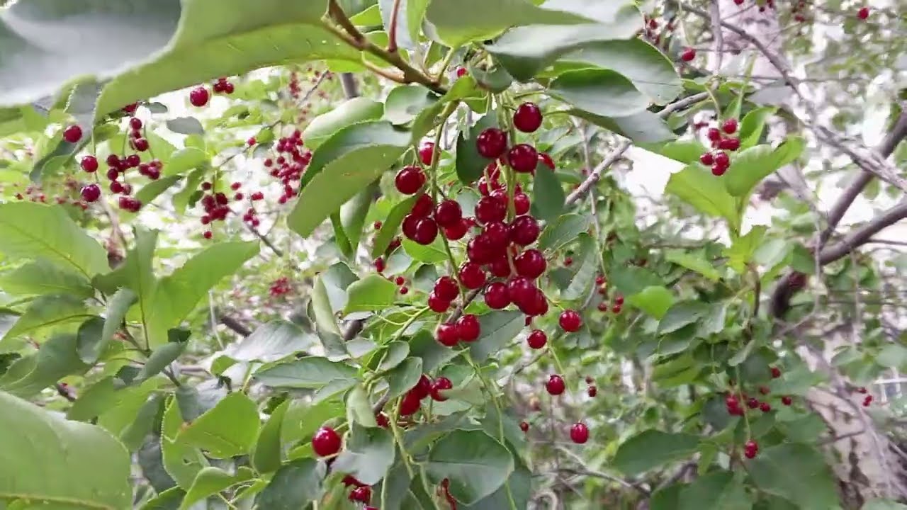 Гроздья черемухи красной! Clusters of red bird cherry! 