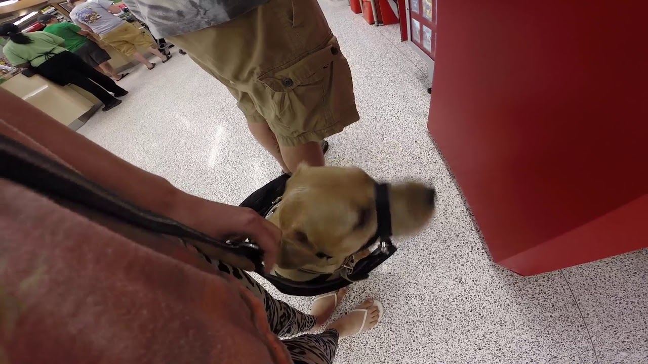 Doctor, Service Dog Interference, and Health Problems