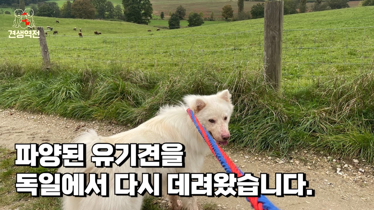 파양된 유기견을 독일에서 다시 데리고왔습니다.