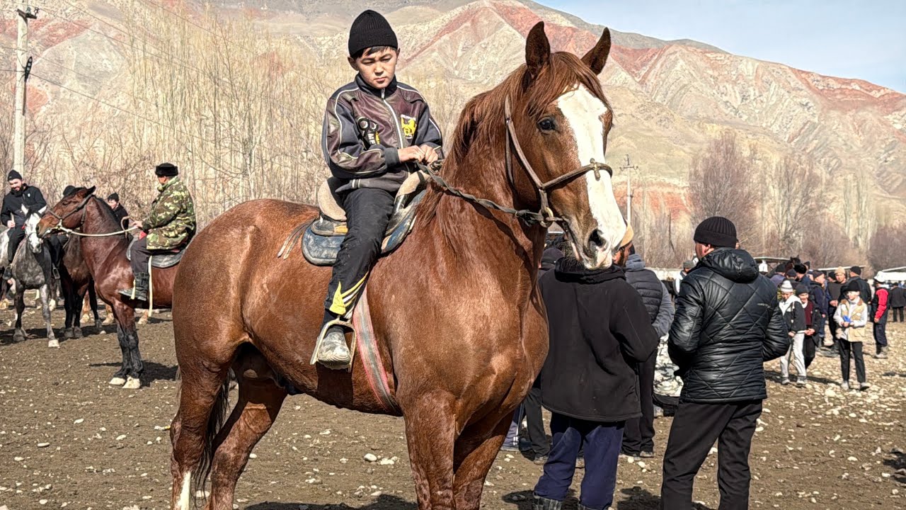 Сатылат. Т + 996 773 88-08-60  ⬅️. #кыргызстан #аргымак #атбазар 