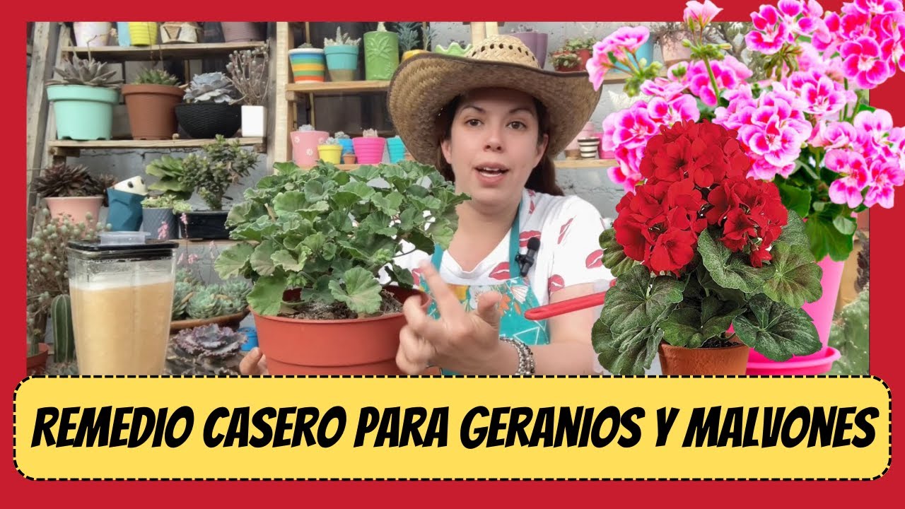 Remedio casero orgánico para Geranios, malvones, gitanillas y plantas florales 😱