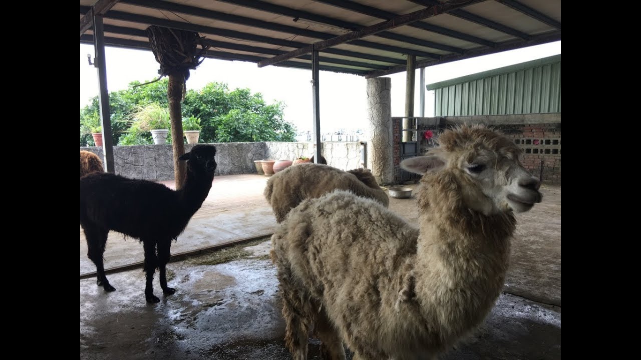 Alpaca Cafes Exist! - Taiwan