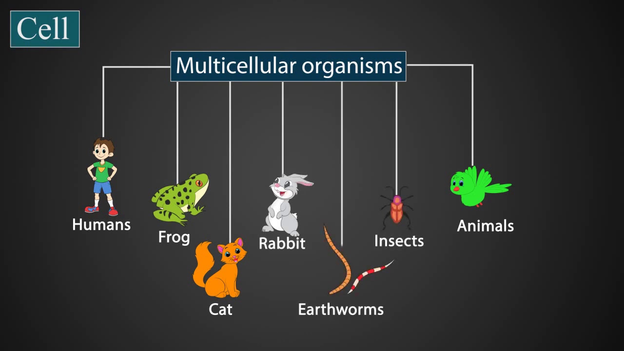 Introduction to cells| Science| Grade-7,8 | Tutway |