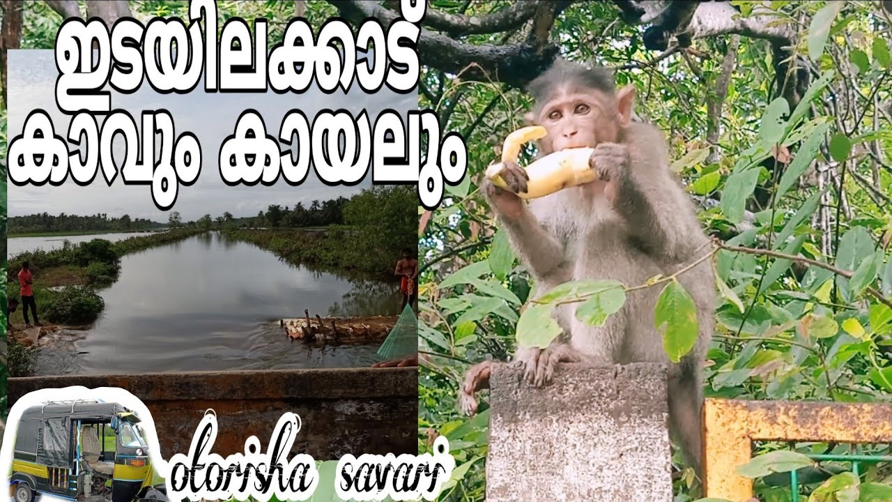valiyaparamba backwater & edayilakkad island /tourist destination in kasargod