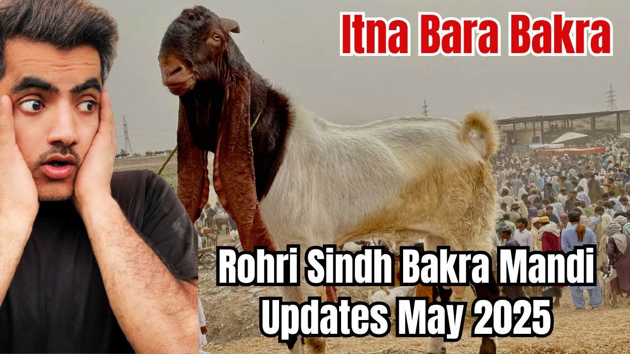 Mandi Vlog Rohri Sindh Mandi Updates | 26 May 2025 Sindhi Bakry Ki Price Update @MuddassirBashirTV