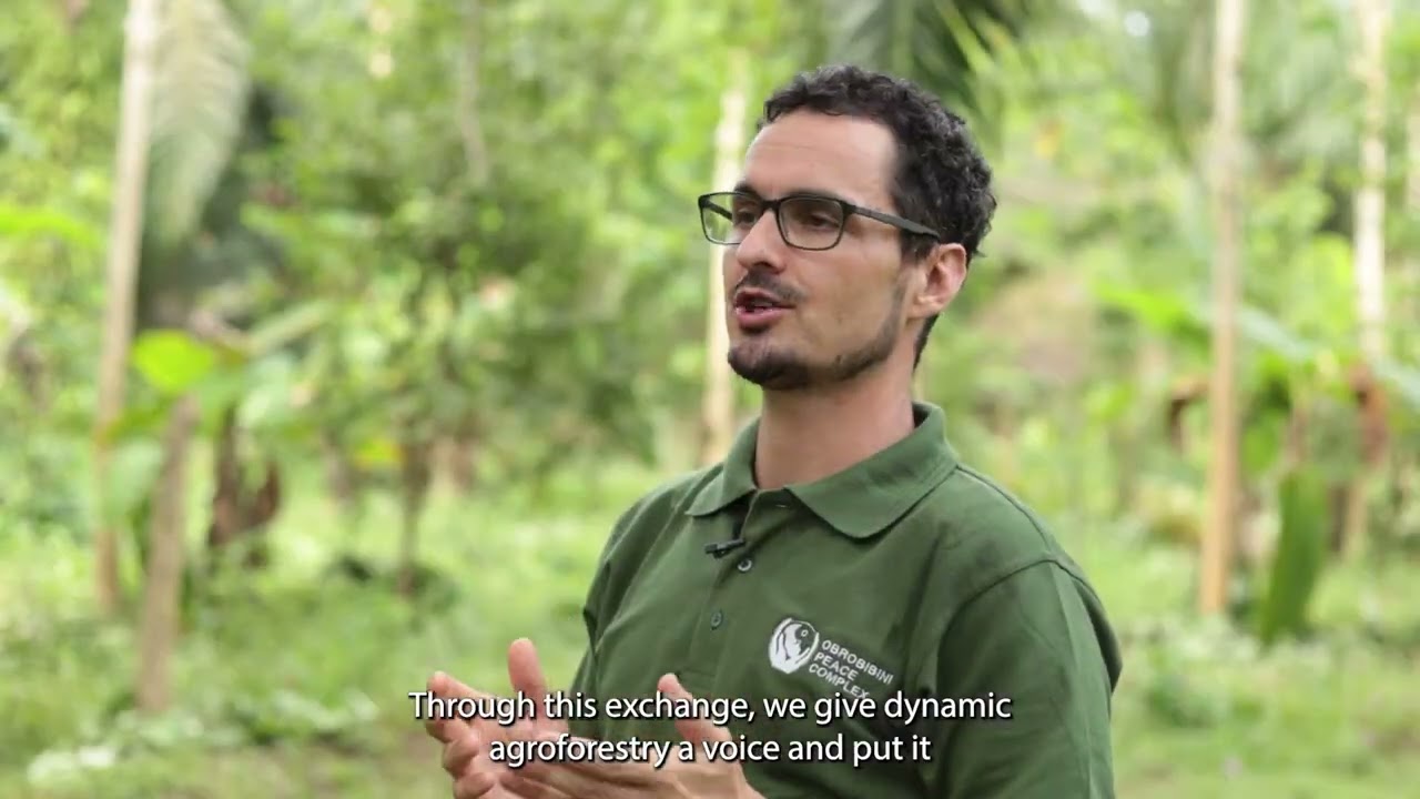 Dynamic cocoa agroforestry in action in Ghana (DAF)