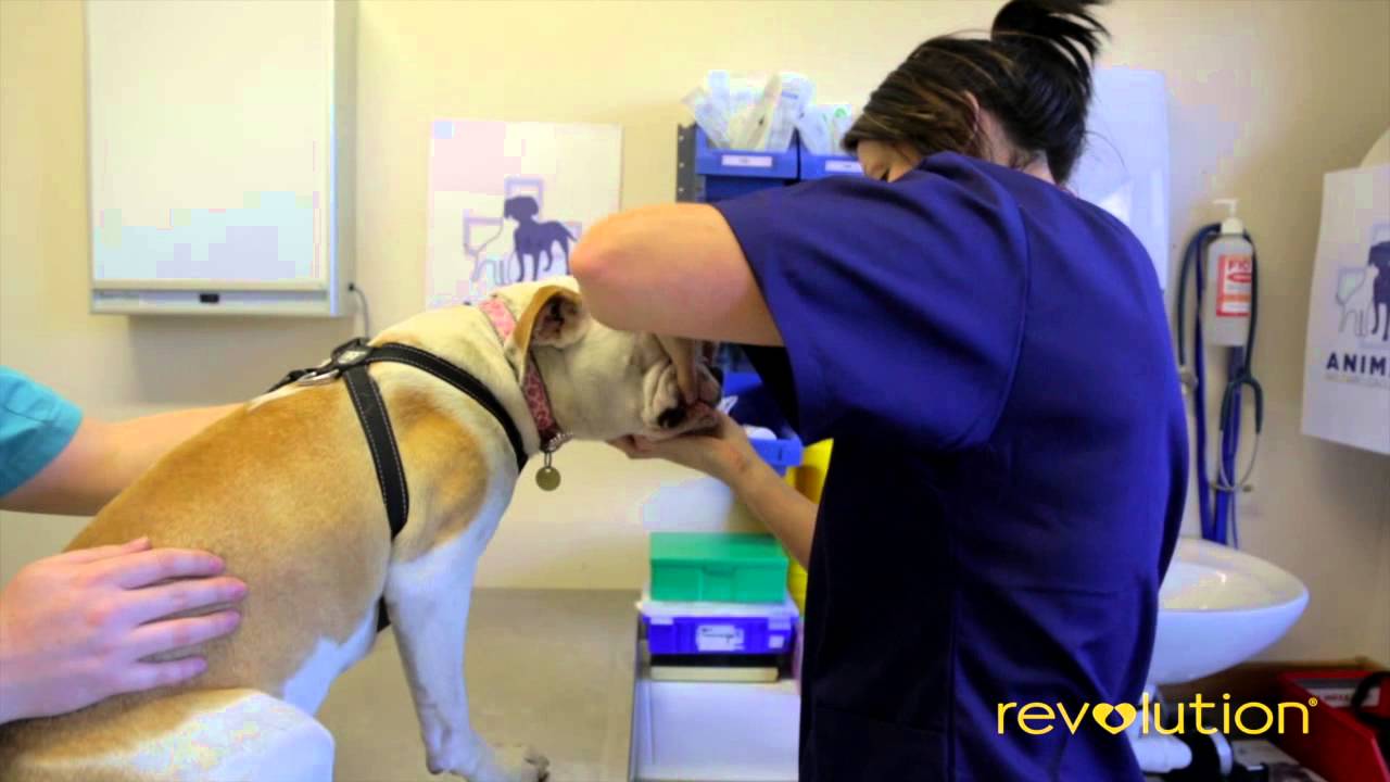 Vet advice for new cat owners