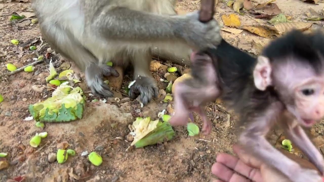 Oh No! This Is Curious Action of Tiny Cute Baby Amina Walk hardly while Anna seeing Baby 