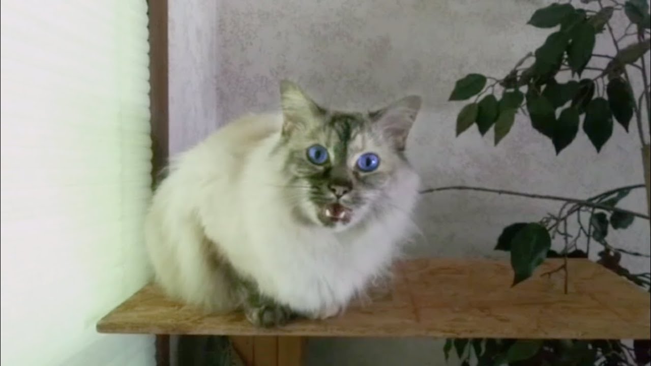 Talking Kitty: Morning Friends