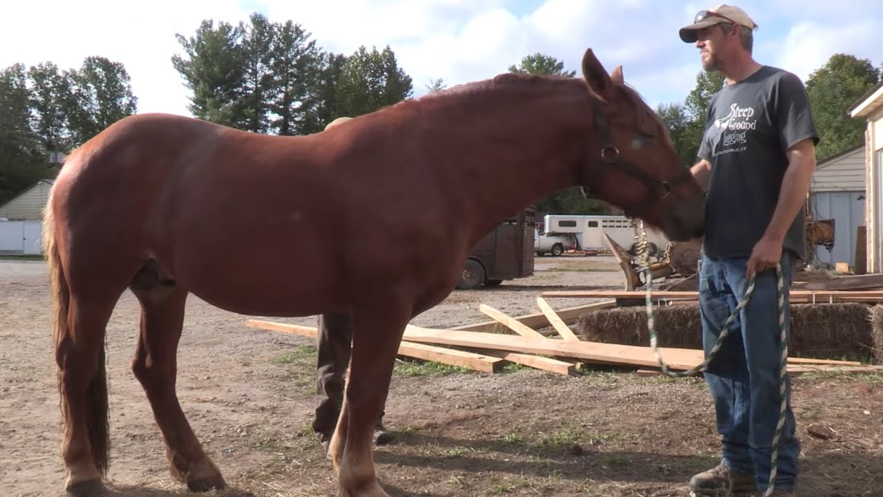 Suffolk Punch Horses at Berea College