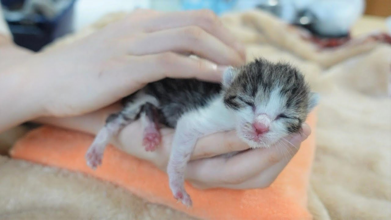 【生後3日】お腹いっぱい…手の上で寝てしまった赤ちゃん猫