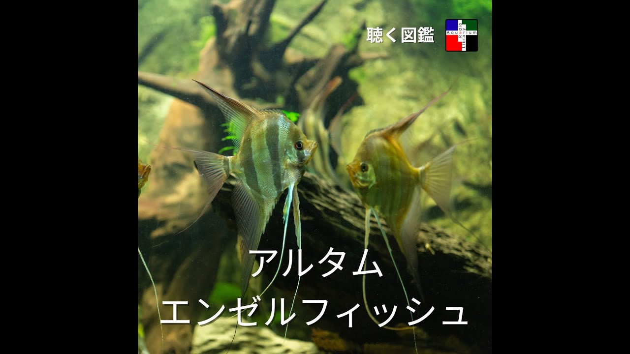 アルタムエンゼルの深淵：免疫、ブラックウォーター、そして「聖杯」を巡る保全と繁殖の最前線 ｜No.28