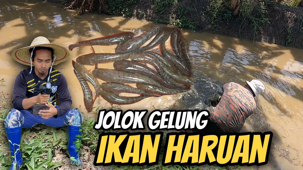 Aku Jolok Gelung Dapat Ikan Haruan Banyak 🔥