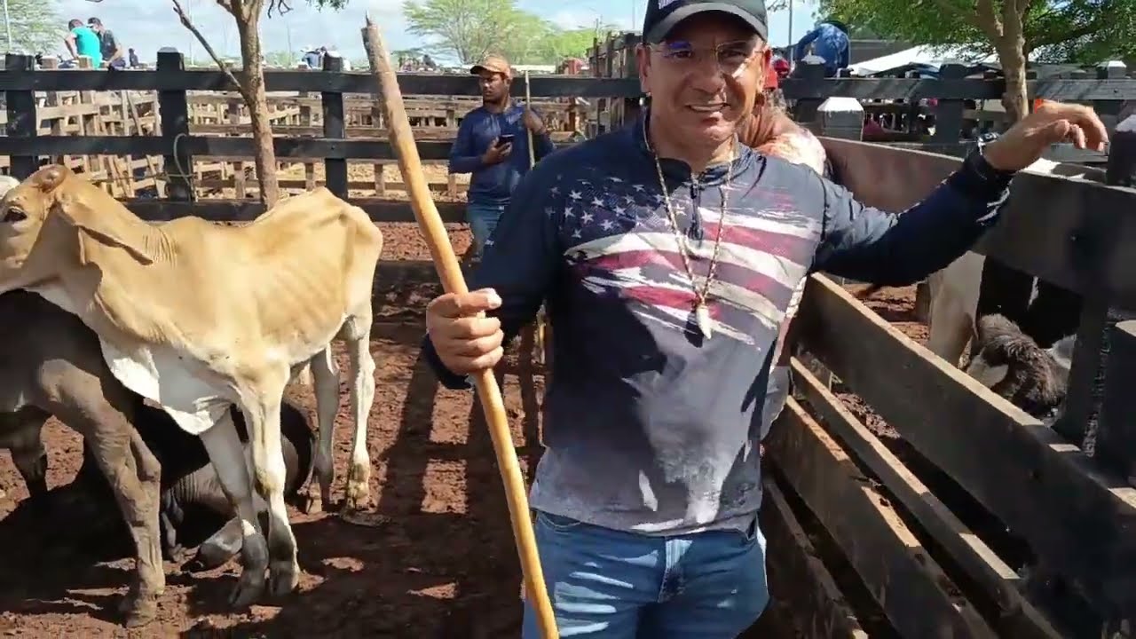 Preços de gado nos currais de Tabira-PE (11/03/26)