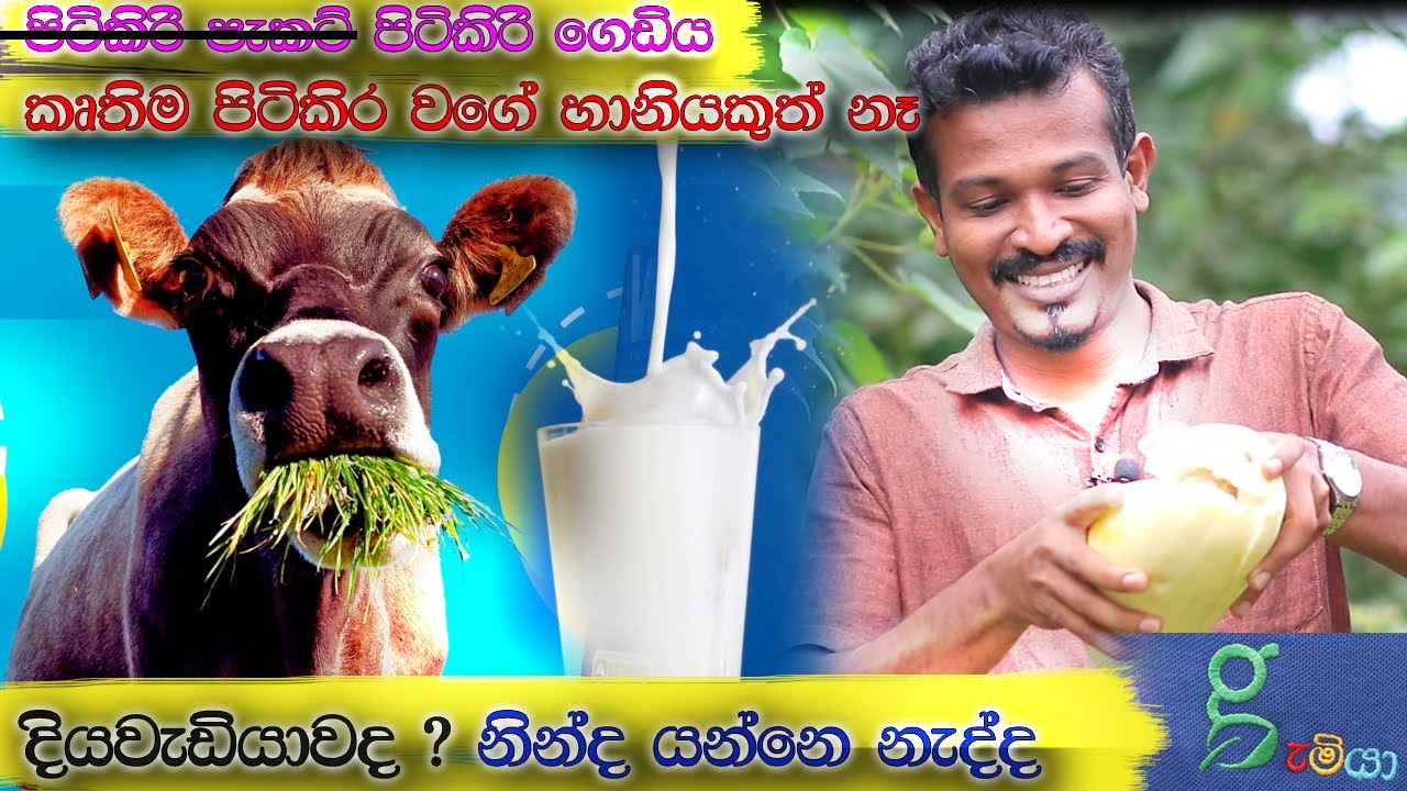 පිටිකිරි වලට වඩා 100 ගුණයක් විශිෂ්ඨ කිරිපිටි වැල. මුත්‍රා ගල් වලට නියම පලතුර