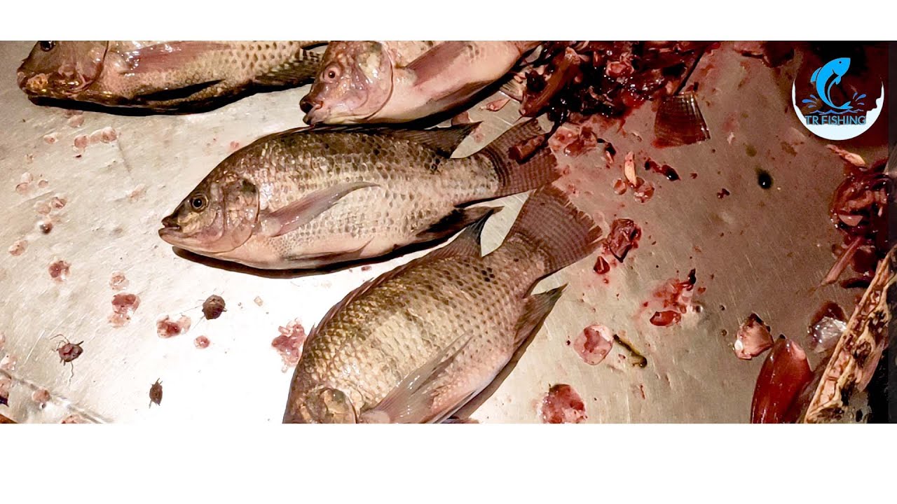Tilapia Fish Cutting In Bangladesh | Fish Market TR Fishing