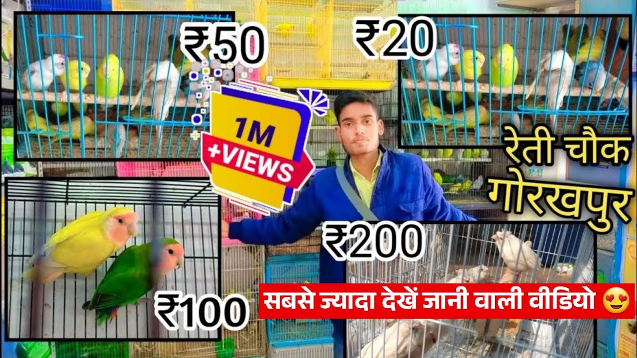 Cheapest 🐦Bird's Sale | Cheapest Birds Market Gorakhpur | Nitish Tripathi