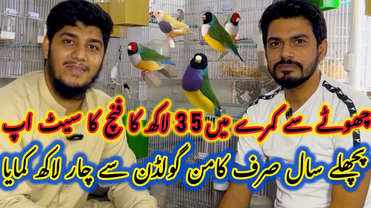 Gouldian Finch ki latest mutation ka set up