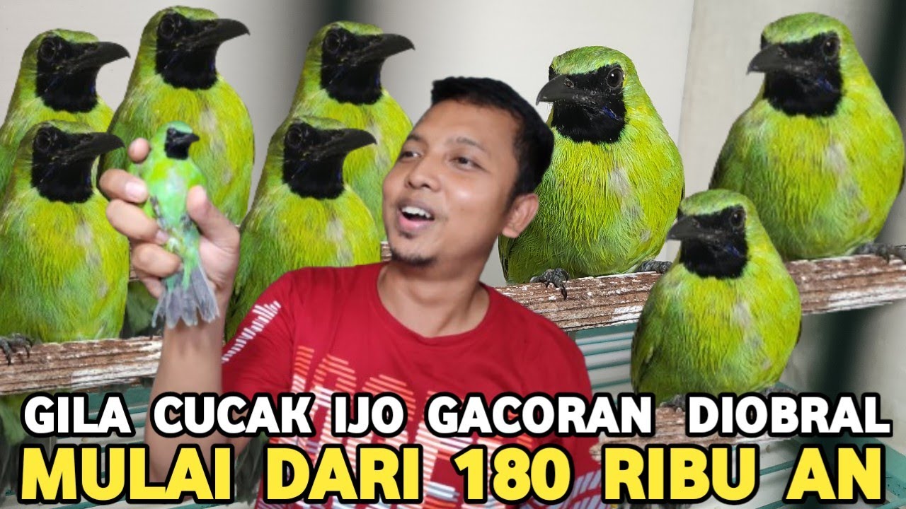 BIAR PADA PUNYA CUCAK IJO SEMUA! CAK IJO GACOR DARI 180 RIBU SAMPE 700 RIBUAN  !
