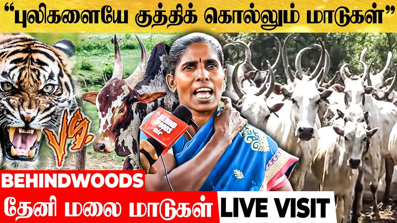 பாயும் புலியாக மாறும் தேனி மலை மாடுகள் - கொம்பனுக்கு கொம்பன் இவன்!!  Theni Malai Maadu