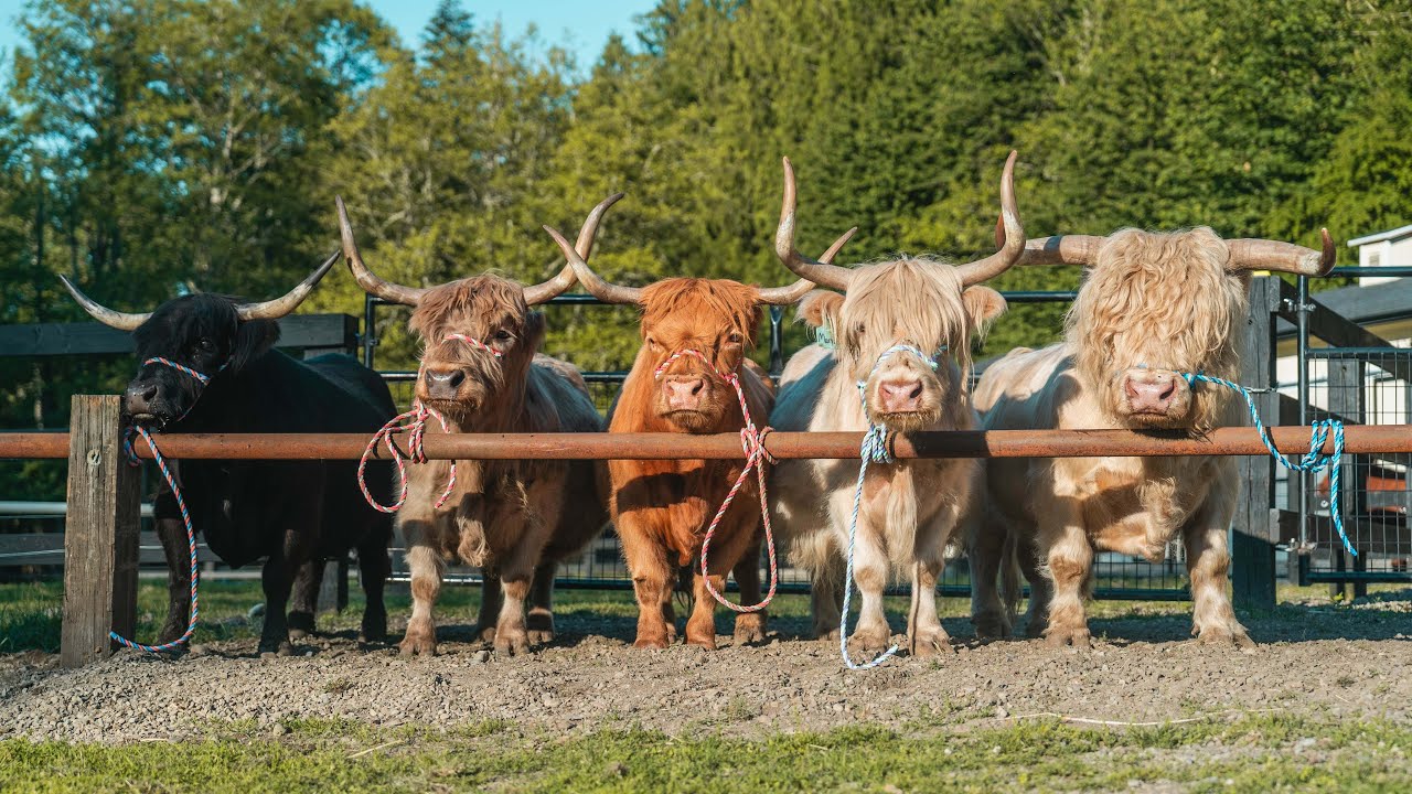 Exploring Miniature Highland Cattle Breeding with Trans Ova Genetics | Client Testimonials