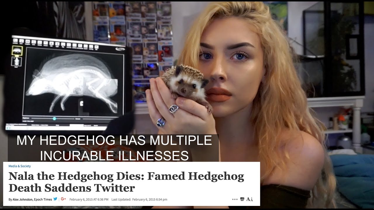 MY HEDGEHOG HAS WHAT? Blind, Arthritic, WHS, and Tumors