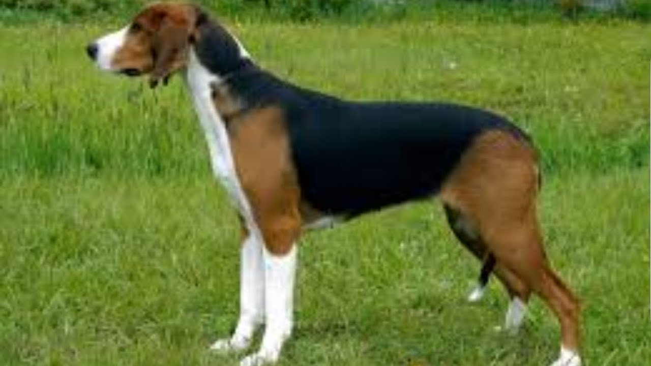 Serbian Tricolour Hound