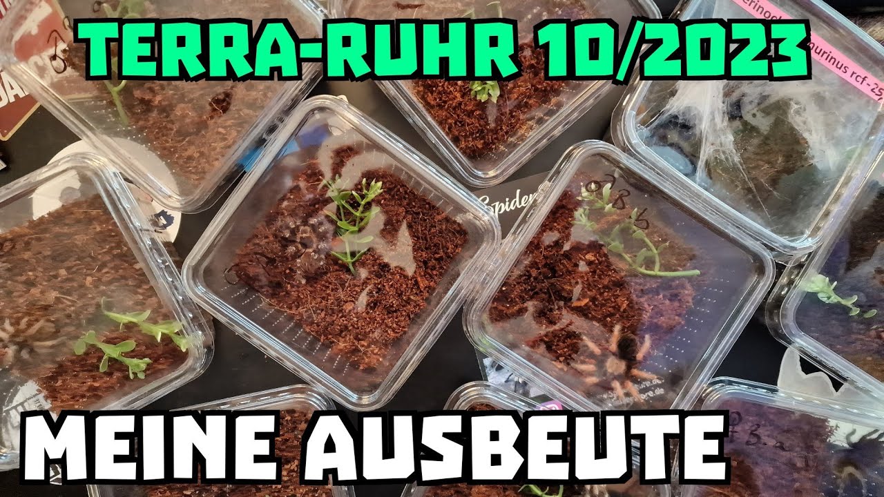 Terra-Ruhr, Recklinghausen (10/2023) - Meine Ausbeute vom SpiderStore und Kerf