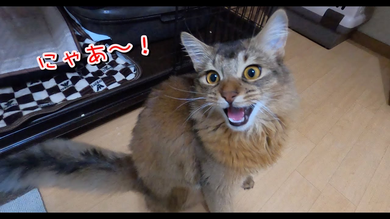 【猫動画】ソマリの透き通るような美しい鳴き声